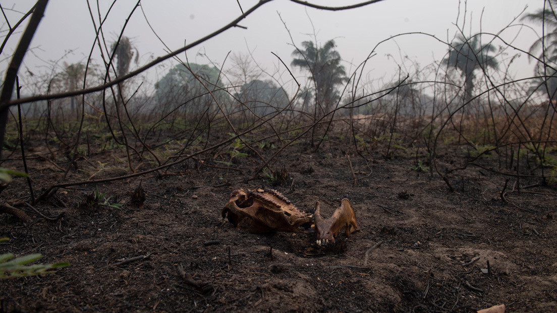 Un 14 % del bioma del Pantanal fue devorado por las llamas solo en el mes de septiembre
