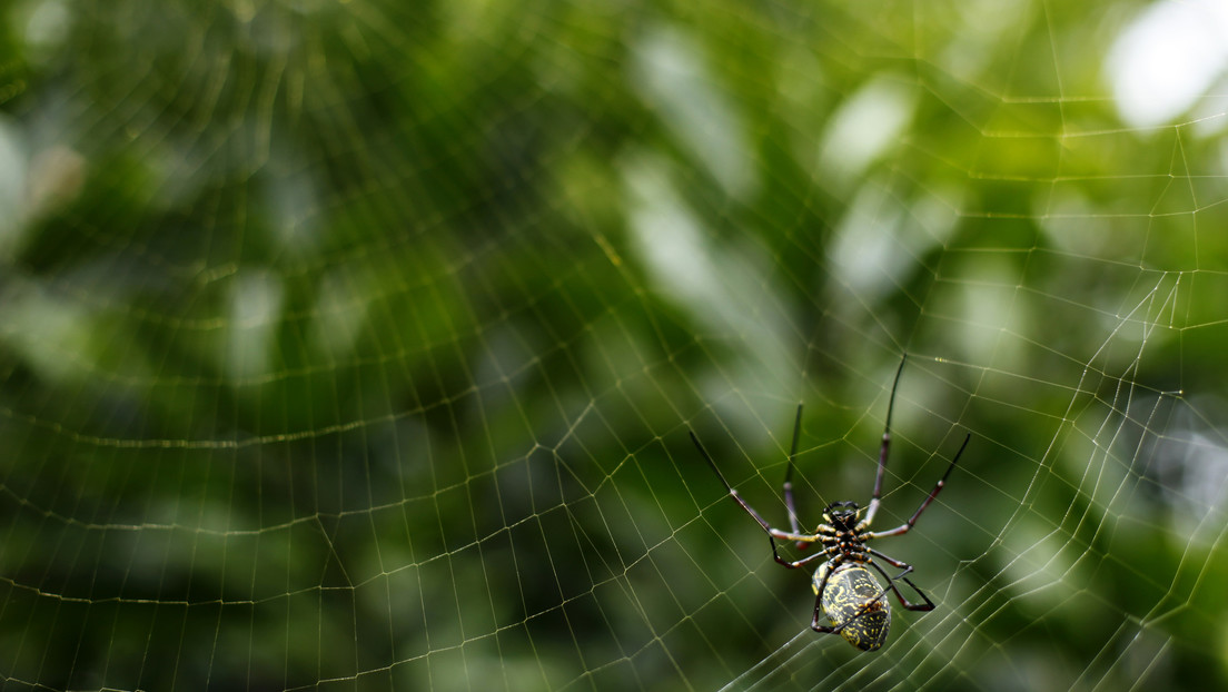 Un intrépido aventurero bucea entre tiburones y sale ileso, pero termina hospitalizado por una araña venenosa