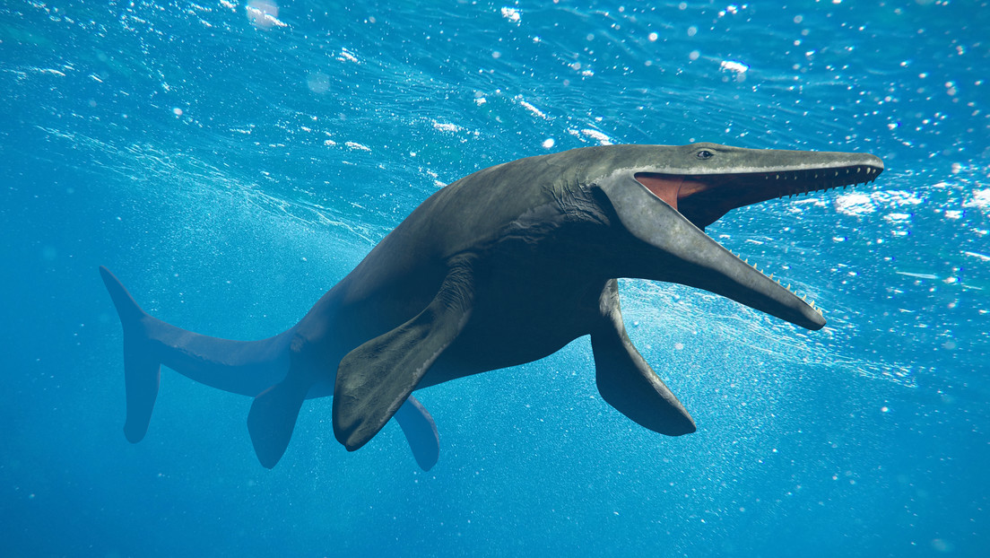 Identifican una nueva especie de megadepredador del Cretácico que tenía el hocico "extremadamente largo"