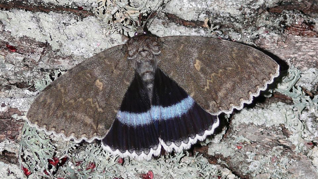 Avistan una rara mariposa en Chernóbil, cuyo tamaño se puede comparar con el de un pájaro