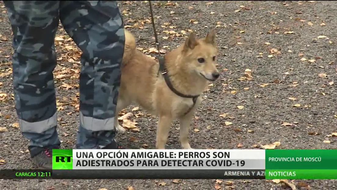 Adiestran a perros para detectar el covid-19 en Rusia