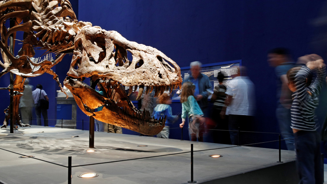 Un niño de cinco años identifica huellas de dinosaurios de hace 130 millones de años  (FOTOS, VIDEO)