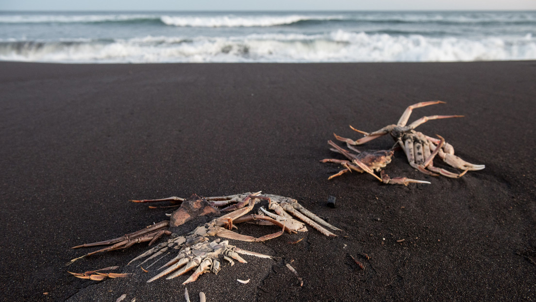 "Crearon el planeta, pueden matar a humanos": bióloga explica qué son las 'mareas rojas' supuestamente culpables del desastre ecológico en Kamchatka