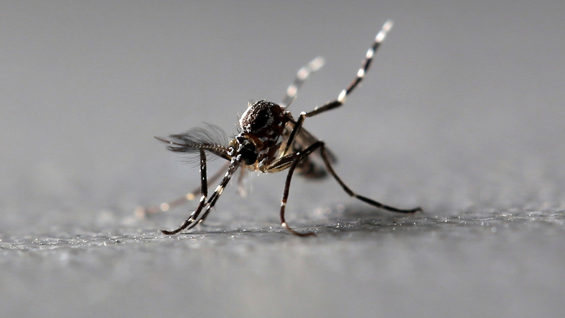 Descubren qué hace la sangre humana tan deliciosa para los mosquitos
