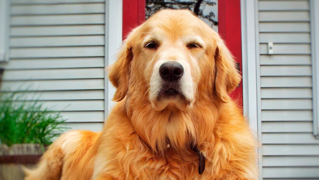 VIDEO: Un perro protege con sus patas y gruñidos a una niña a la que regaña su madre