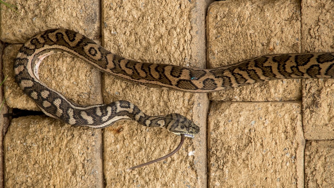VIDEO: Una pitón de tres metros se enrolla en la pierna de una mujer que intentaba rescatarla en su garaje