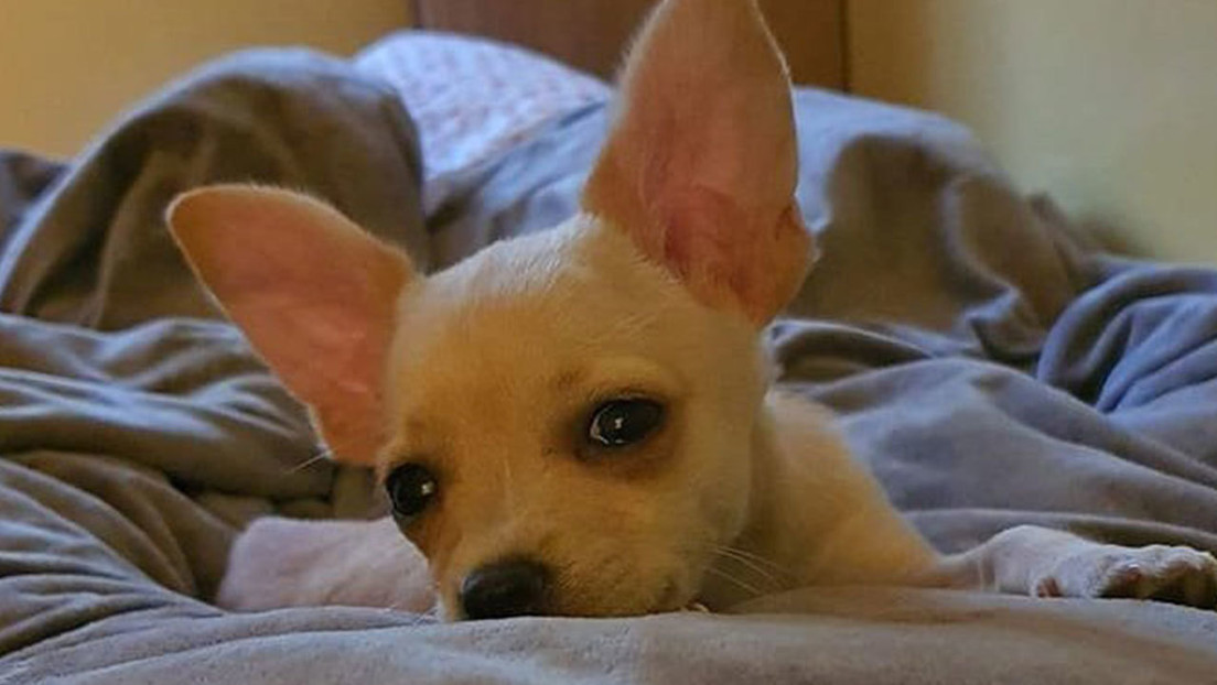 Van Damme interviene en una disputa entre Noruega y Bulgaria y salva a una chihuahua condenada a muerte por su pasaporte falso