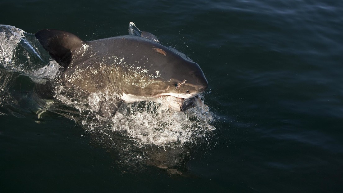 VIDEO: Un pescador se encuentra cara a cara con un tiburón blanco gigante