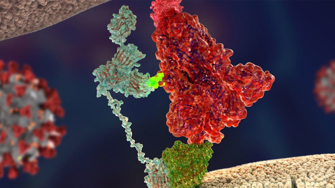 Descubren el 'arma secreta' del coronavirus que lo hace tan infeccioso y lo distingue de su predecesor