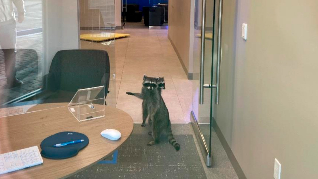 FOTOS: Dos "bandidos enmascarados" de cuatro patas irrumpen en un banco de California