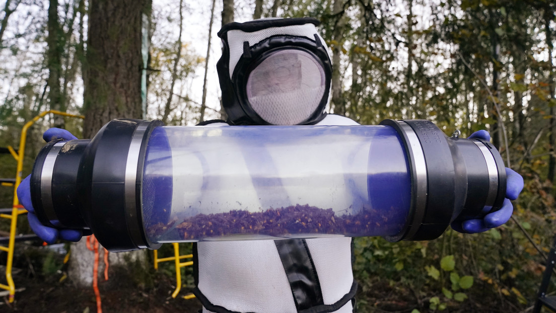 Técnicos fuertemente protegidos aspiran a los avispones asiáticos 'asesinos' y destruyen su primer nido hallado en EE.UU. (VIDEO, FOTOS)