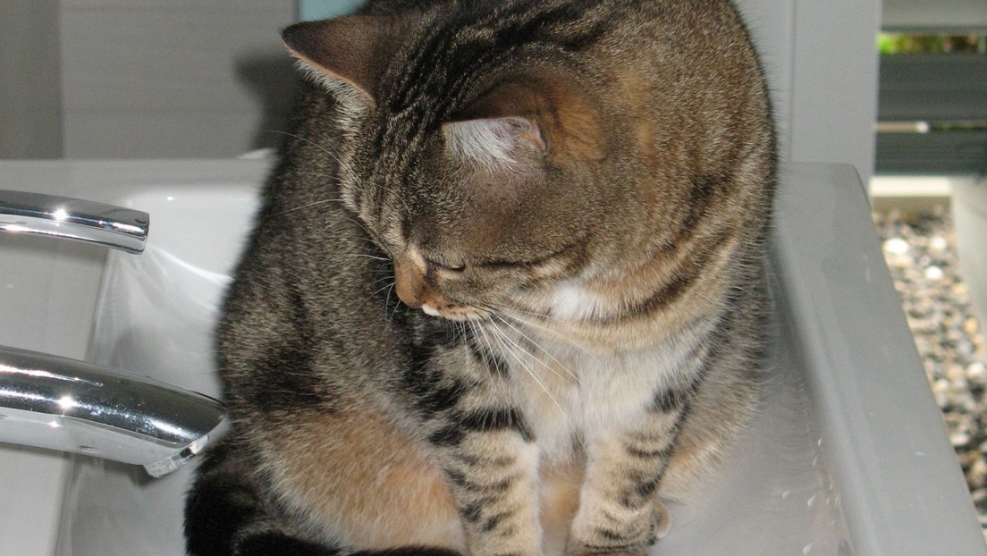 VIDEO: Una gata inunda la casa de su dueña y no se arrepiente de nada