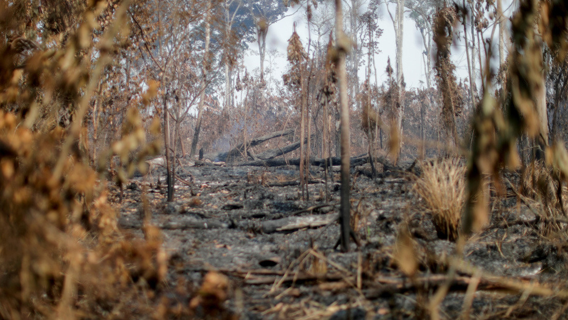 Un informe acusa a seis instituciones financieras de EE.UU. de tener "un papel clave" en la destrucción de la Amazonía
