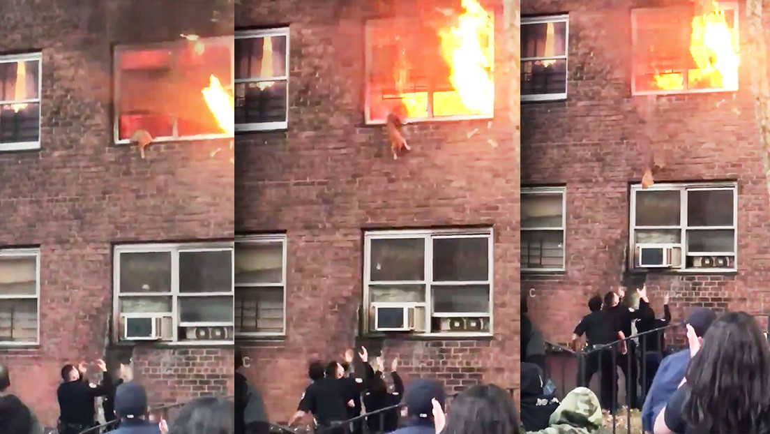VIDEO: Un gato se salva en el último momento dando un impresionante salto desde su hogar en llamas