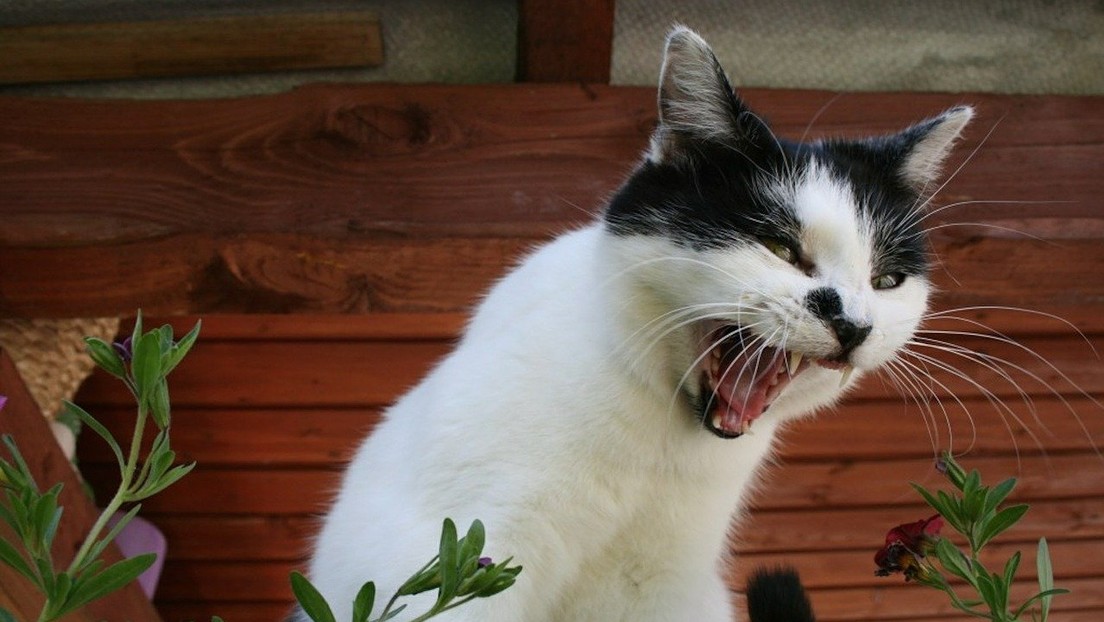 VIDEO: Una gata ataca ferozmente a un perro y le quita el pantalón a su dueño en defensa de sus gatitos
