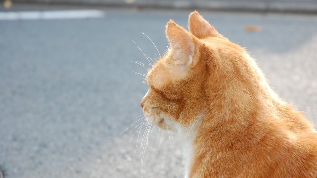 VIDEO: Una mujer cae con su coche al río por esquivar a un gato que cruzó la calle