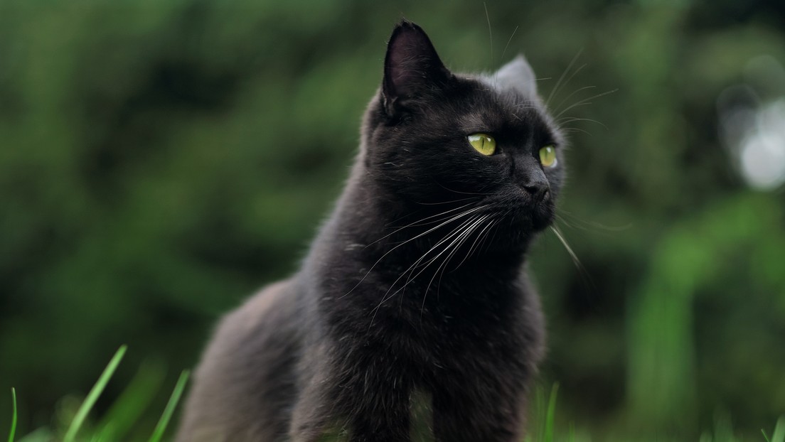 Un gato desaparecido hace 8 años se reencuentra con su familia