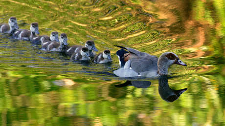 El número de especies exóticas invasoras aumentará un 36 % en 2050