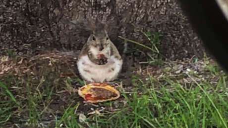 VIDEO: Una ardilla 'plus-size' desecha todo prejuicio ante la comida chatarra y devora feliz una hamburguesa con queso de McDonald's