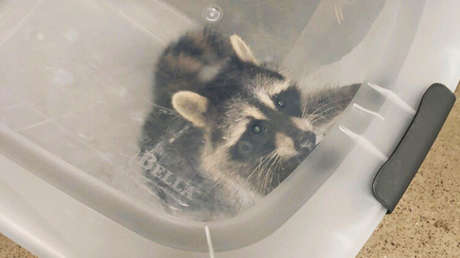 'Detienen' a un mapache en EE.UU. cuando intentaba colarse en un avión (FOTO)