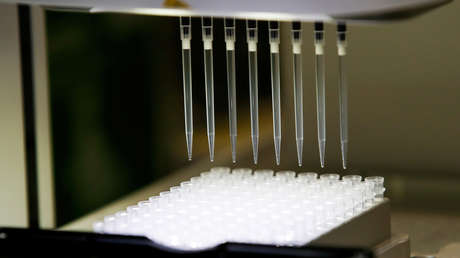 Descubren que dos sustancias de un árbol mapuche podrían servir para una vacuna contra el covid-19