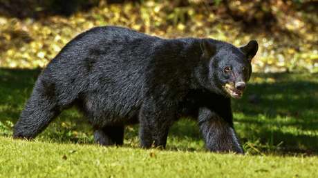 VIDEO: Un oso negro se sube a un camión de la basura en Pensilvania