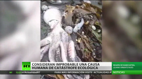 Consideran improbable una causa industrial para la catástrofe ecológica en la península de Kamchatka