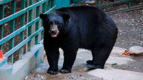 VIDEO: Un oso de casi 200 kilos ataca a un domador durante un espectáculo en un circo en China