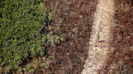 Un proyecto pionero compensará a los productores en la Amazonía que no deforesten sus tierras