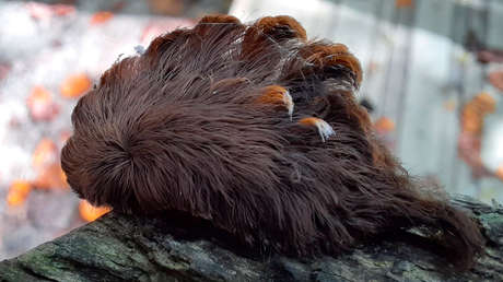 Advierten en EE.UU. la presencia de una peluda oruga cuyas púas venenosas pueden causar síntomas de 'shock'