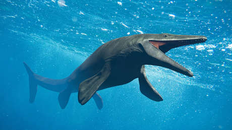 Identifican una nueva especie de megadepredador del Cretácico que tenía el hocico "extremadamente largo"