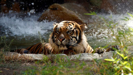 Una pareja compró un gato por 7.000 dólares en Internet y recibió un depredador en peligro de extinción