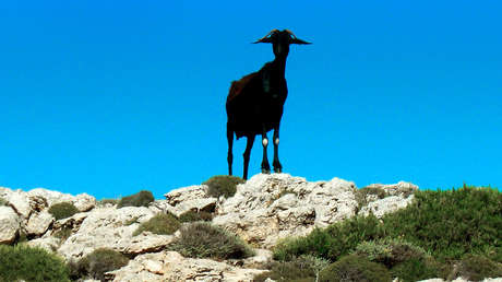 VIDEO: Una cabra entra a una aldea caminando sobre sus patas traseras y se convierte en celebridad