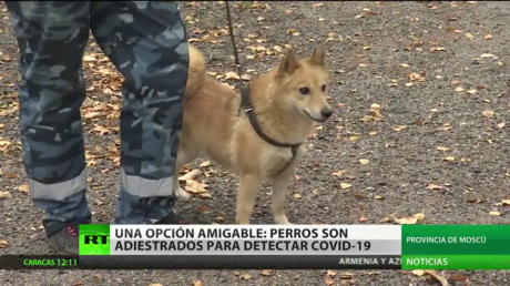 Adiestran a perros para detectar el covid-19 en Rusia