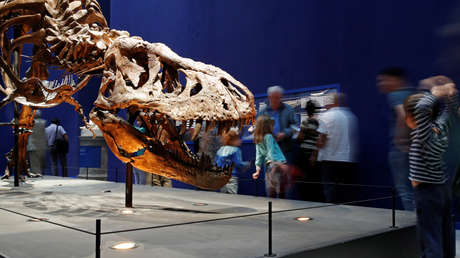 Un niño de cinco años identifica huellas de dinosaurios de hace 130 millones de años  (FOTOS, VIDEO)