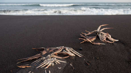 "Crearon el planeta, pueden matar a humanos": bióloga explica qué son las 'mareas rojas' supuestamente culpables del desastre ecológico en Kamchatka