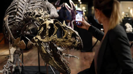 Un "abuelo" del T-Rex recaba más de 3 millones de dólares en subasta de huesos