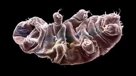 Las criaturas más indestructibles: Descubren una nueva especie de osos de agua que utiliza un 'escudo fluorescente' para resistir la radiación mortal