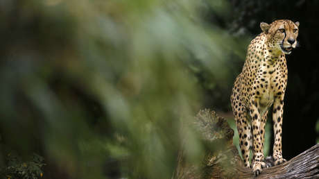 VIDEO: Captan la desesperada lucha de un pequeño antílope africano contra un guepardo