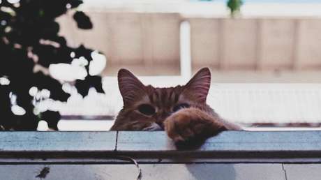 Entierran a su gata para luego descubrir que estaba viva y que el difunto era un conejo