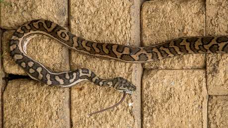 VIDEO: Una pitón de tres metros se enrolla en la pierna de una mujer que intentaba rescatarla en su garaje