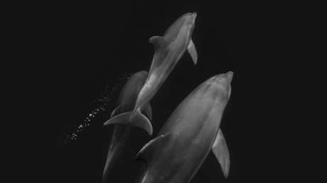 "Es lo que soñamos": crean un delfín robot que podría terminar con la presencia de esos animales en los parques temáticos