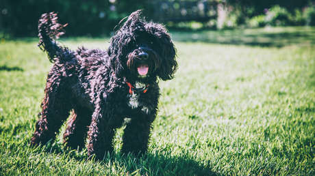 'Amistad eterna': Un perrito visita el cementerio donde reposa su dueña desde que murió hace 4 años (VIDEO)