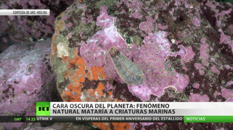 Cara oscura del planeta: La muerte masiva de fauna marina en Kamchatka se debió a un fenómeno natural