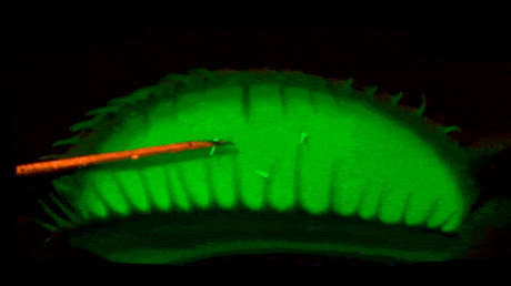 ¿Cómo saben las plantas carnívoras cuándo atrapar su presa? Biólogos descifran el secreto detrás del preciso mecanismo trampa de la Venus atrapamoscas