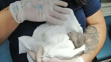 FOTOS: Rescatan gatos de una iglesia quemada en Santiago de Chile durante protestas