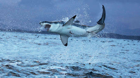 VIDEO: El ataque de un tiburón blanco a una foca deja teñidas de sangre las aguas de una playa