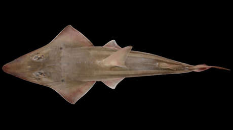 Dos rayas viven más de 20 años en un acuario público y se descubre que son una especie desconocida