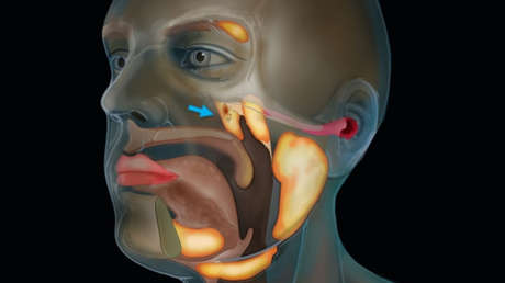 Hallan lo que podría ser un órgano previamente desconocido dentro de la cabeza humana