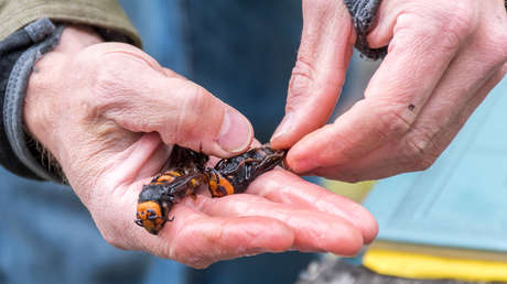 VIDEO: Localizan por primera vez un nido de avispón asiático 'asesino' en EE.UU.